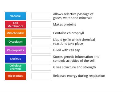 Plant and Animal Cells KS4