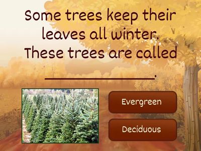 Deciduous or Evergreen CKLA 
