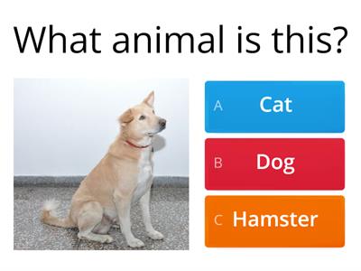 Pets quiz