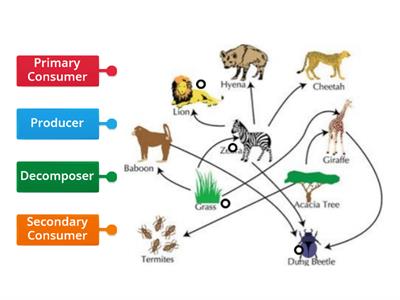 Food Webs ETO