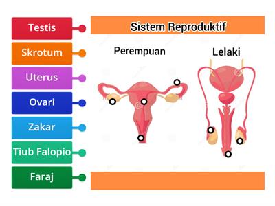 Pendidikan Kesihatan Tahun 5 -Sistem Reproduktif Manusia
