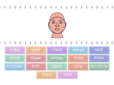 Y5 Parts of face/body