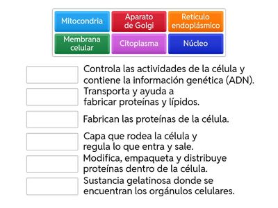 Identifica las partes de la célula.