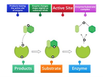  Enzyme Labeling