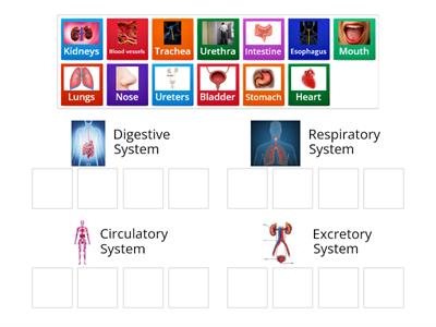 Body Systems