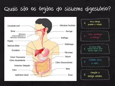 Sistema Digestório