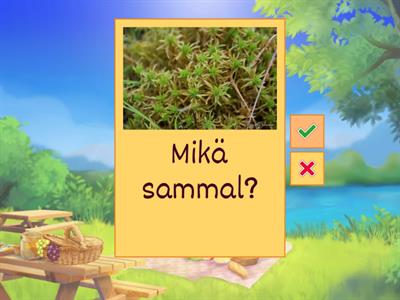 Kätkö 4 kpl 3  ja tunnistus