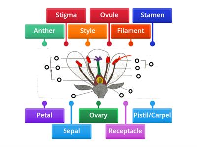 9th Grade AAC Biology Flower Labeling (Angiosperms) 9th Grade AAC Biology