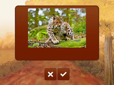 Wortschatz Waldtiere