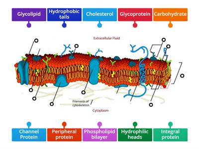 Fluid mosaic model of the cell membrane