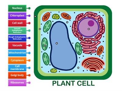 Plant Cell - Label Organelles 