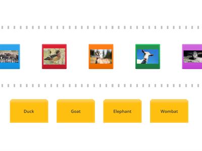 Animal Categorisation