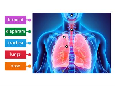 respiratory system