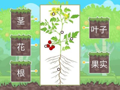 启蒙 科学 （叶子,茎,根,花和果实）