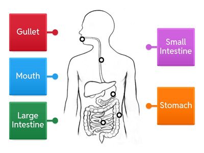 Digestive System grade 6