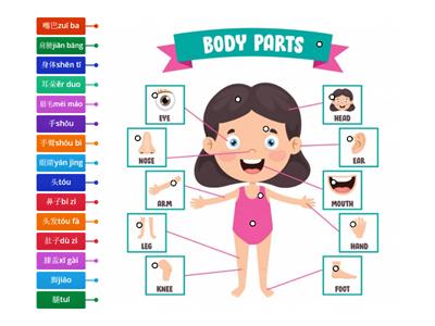 CME1-Label the body parts