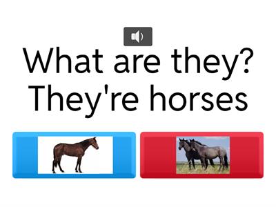 what is it what are they