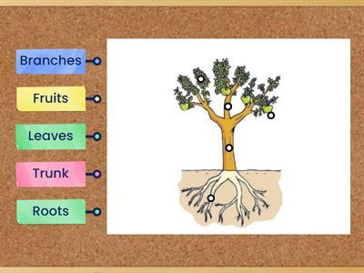 Parts of a tree