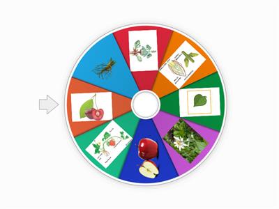 Органи рослин (тренажер) природа, 5 клас, НУШ.