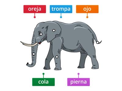 Partes del cuerpo - elefante