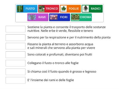 Le parti della pianta 2