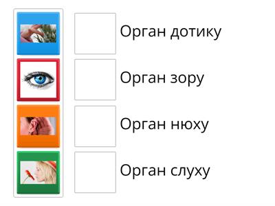 Органи чуття