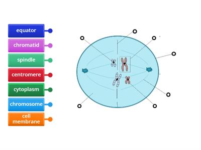 Label a mitotic cell