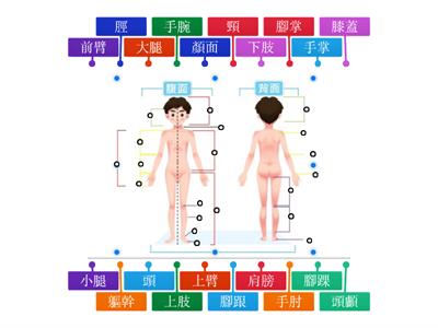 人體的外部構造