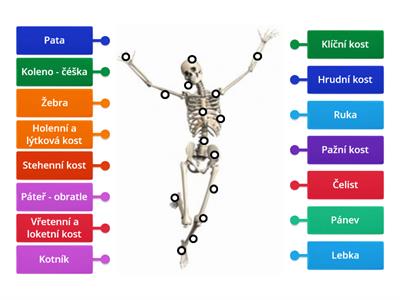 Kosterní soustava.