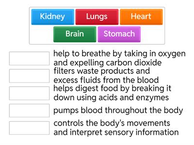 Internal Organs and its functions