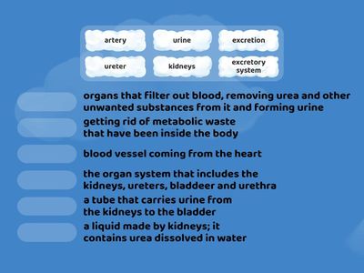 Grade 8 Science- Excretory System