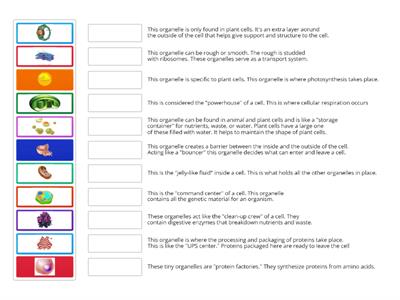Organelles