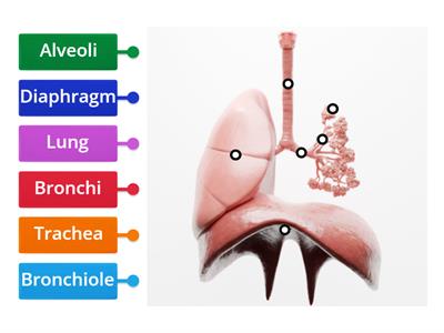 Respiratory system