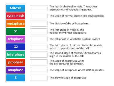 Cell Cycle