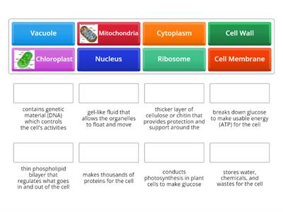 Cell Structures and Functions