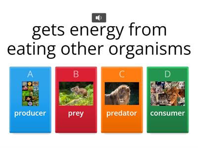 Food Chain Quiz