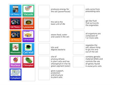 Cell Theory and Cell Structure and Function
