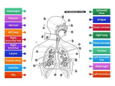 respiratory system