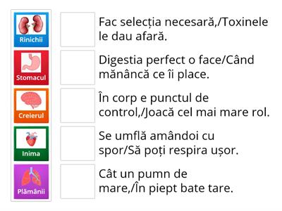 Ghicitori - Organele interne