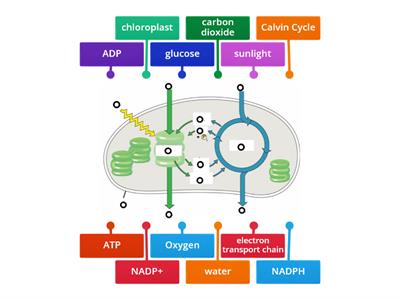 Photosynthesis diagram