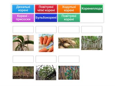 Видозміни кореня