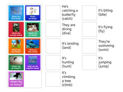 Animal actions _ a2+ gold experience