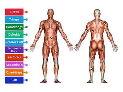 PE Labeling Muscles