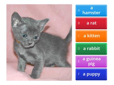 RbEn 5. Unit 4.1.6а Pets. Vocabulary p.7