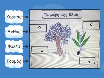Τα μέρη της ελιάς