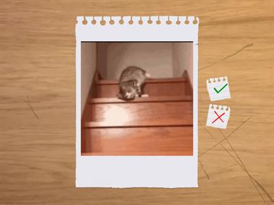 Get Involved A1+ Unit 7