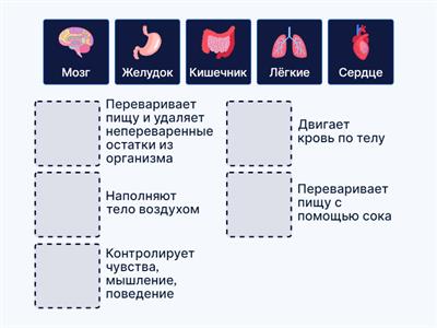 Зачем нужны внутренние органы?