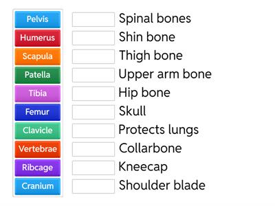 Skeletal System Match