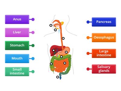Parts of the digestive system