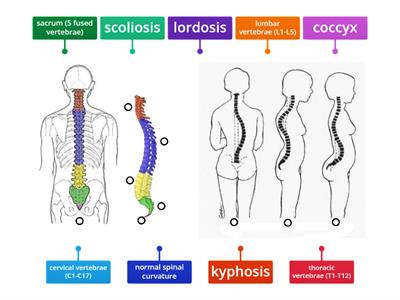 Vertebral Column